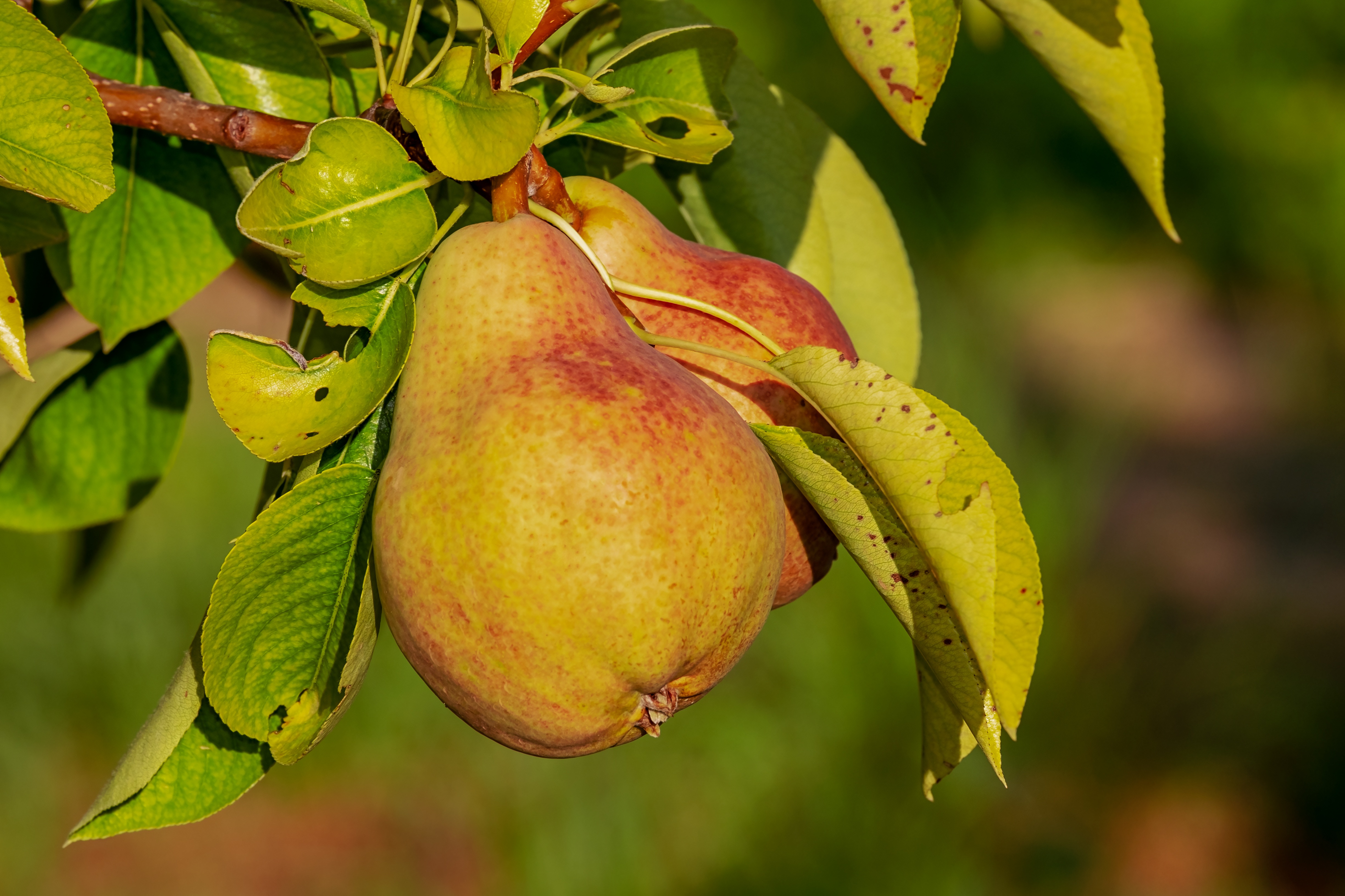 Ponthier BIRNEN PÜREE Frucht-Mark-Püree Birnenmark 6x 1KG