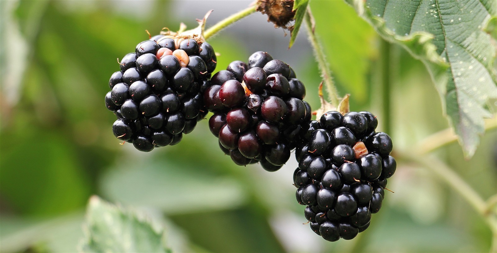 Ponthier BROMBEEREN PÜREE Frucht-Mark-Püree Brombeermark 2x 1KG