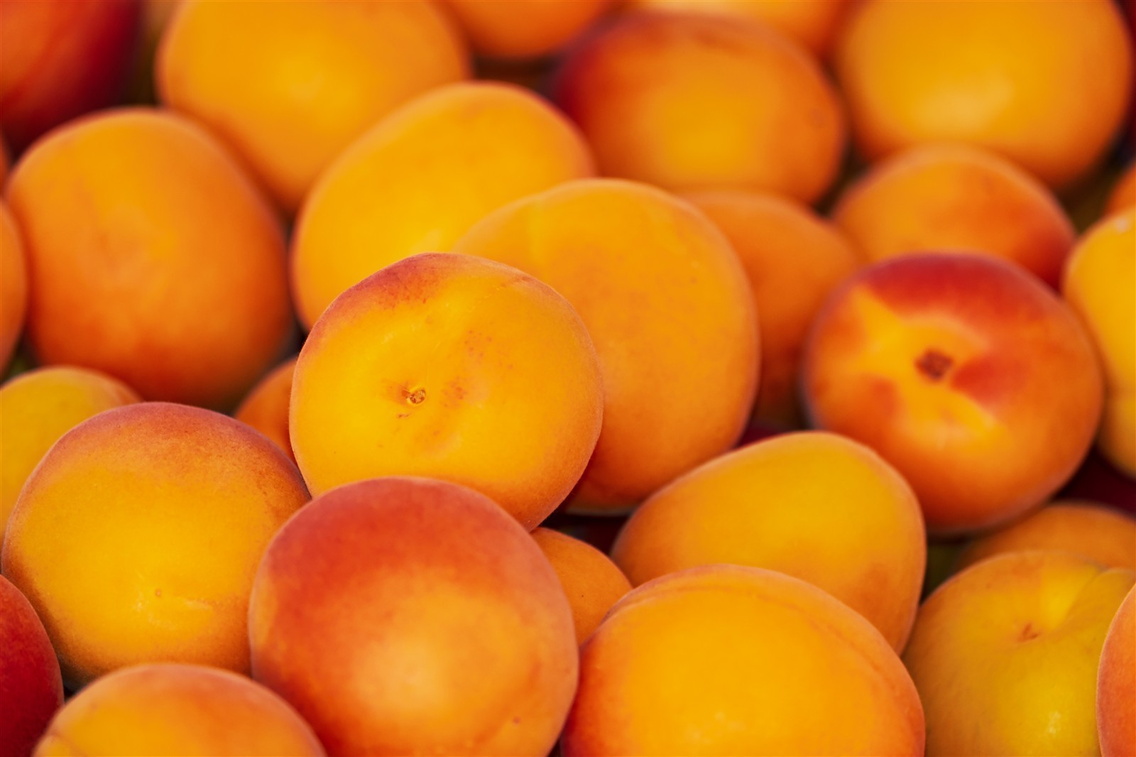 Ponthier APRIKOSEN PÜREE Marillen-Frucht-Mark-Püree Aprikosenmark 6x 1KG