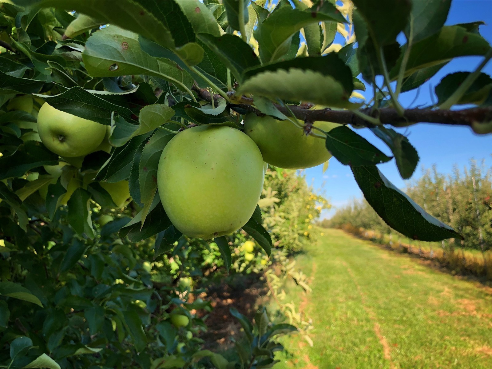 Ponthier APFEL PÜREE Grün Frucht-Mark-Püree Apfelmark Granny Smith 6x 1KG 