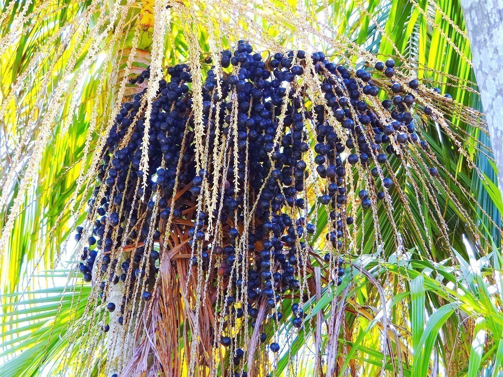 Ponthier ACAI-BEERE-Frucht-PÜREE Acaibeerenmark 4x 1KG
