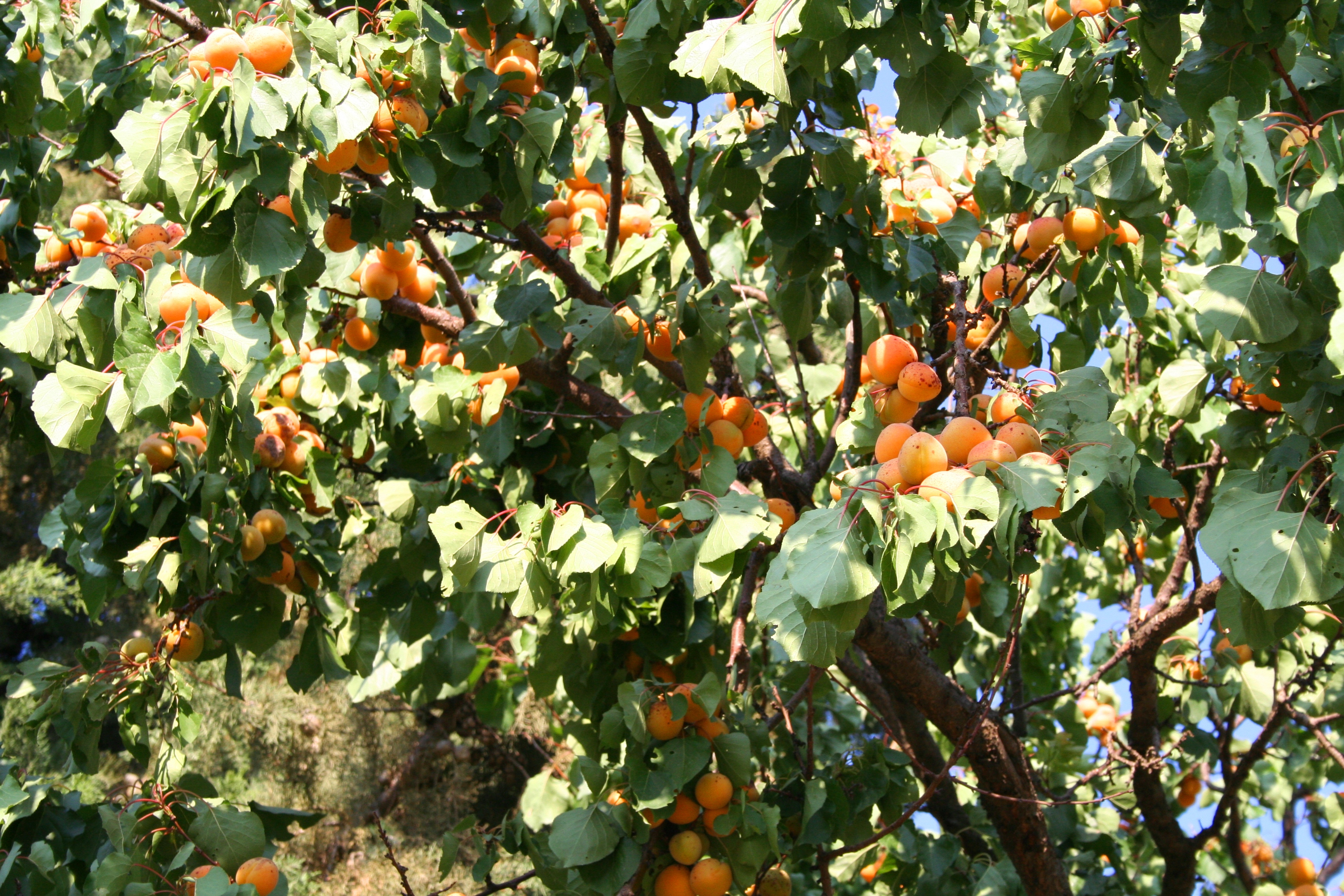 Ponthier APRIKOSEN PÜREE Marillen-Frucht-Mark-Püree Aprikosenmark 6x 1KG