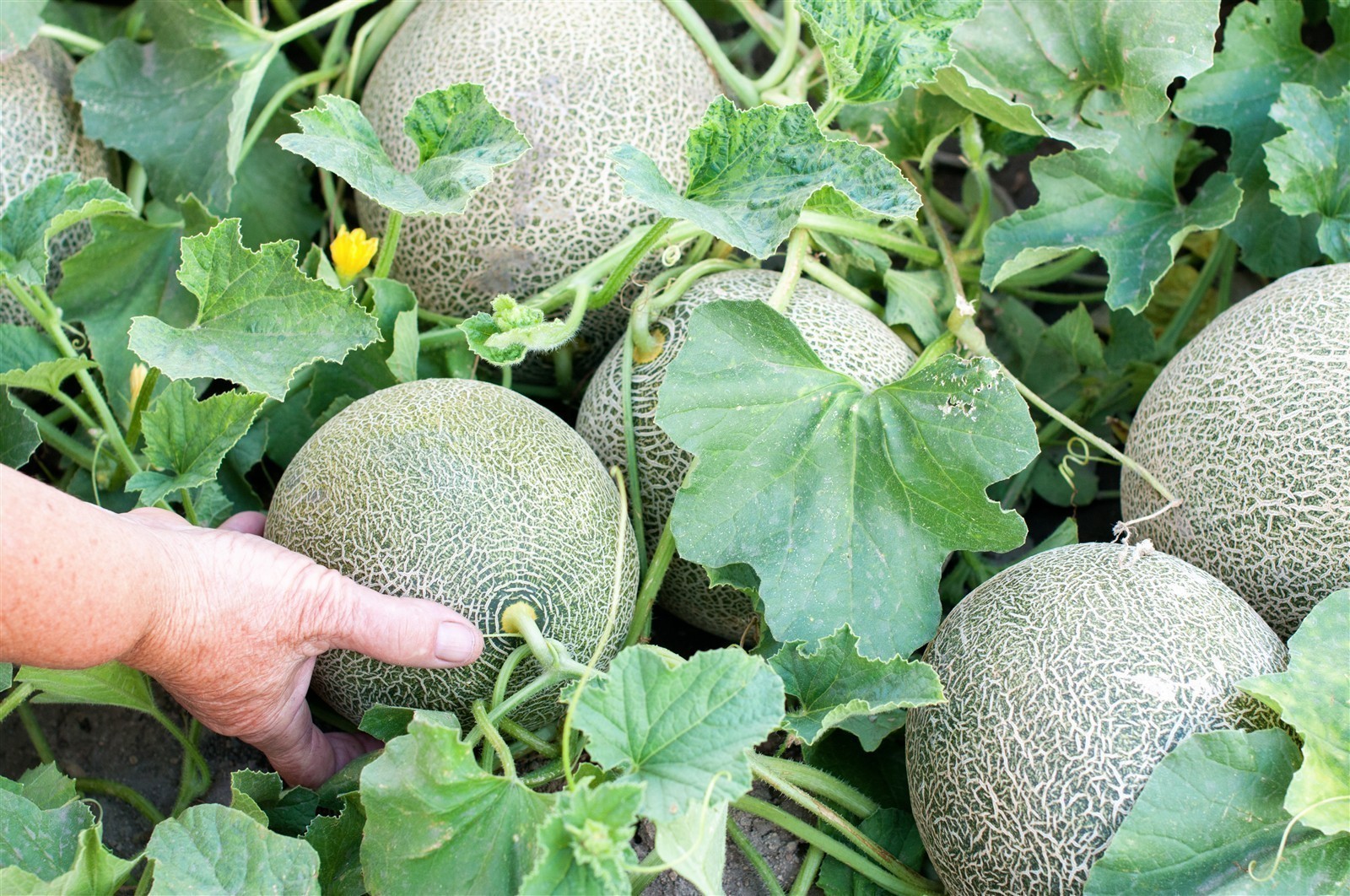 Ponthier MELONEN PÜREE Melon-du-Quercy-Frucht-Püree Melonenmark 2x 1KG