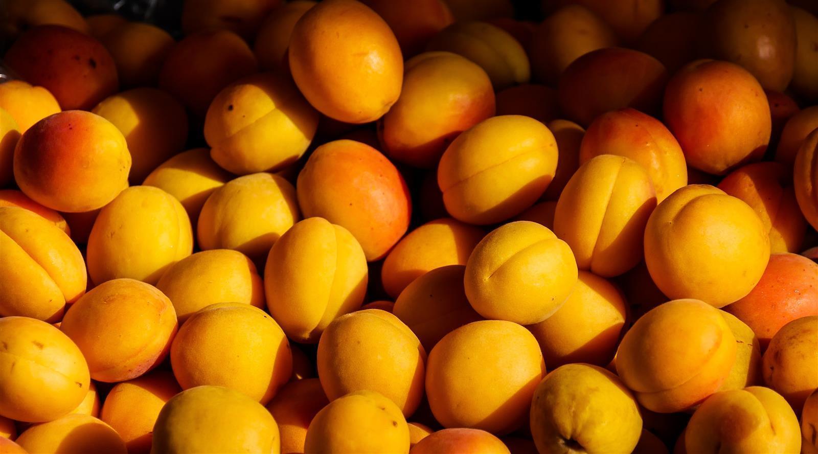 Caramanfruit Aprikosen-Püree 8x 1kg französisches Marillen Frucht-Püree