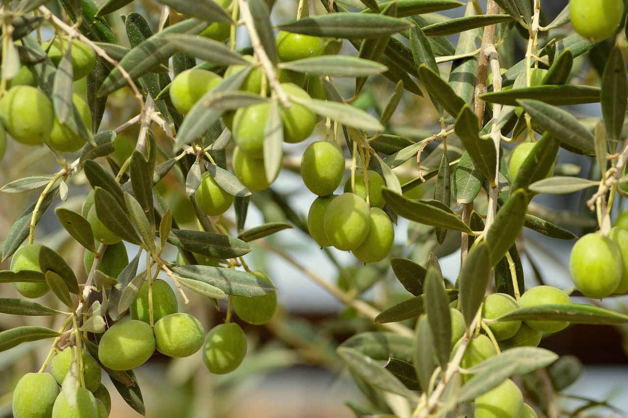 Theoni Koroneiki Olivenöl extra nativ 4x 5L griechisches Olivenöl aus Koroneiki Oliven