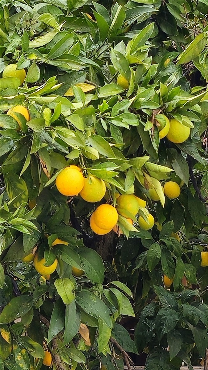 Ponthier YUZU PÜREE Japanische-Zitrus-Frucht-Püree Yuzumark 4x 1kg