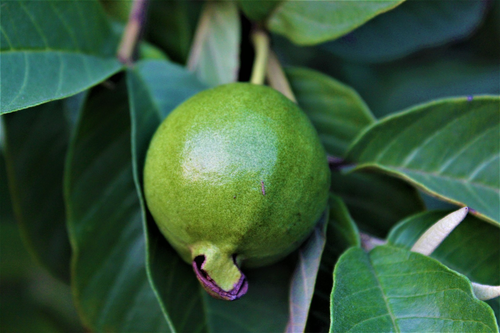 Ponthier GUAVE PÜREE Zitrus-Frucht-Püree Guavenmark 6x 1KG