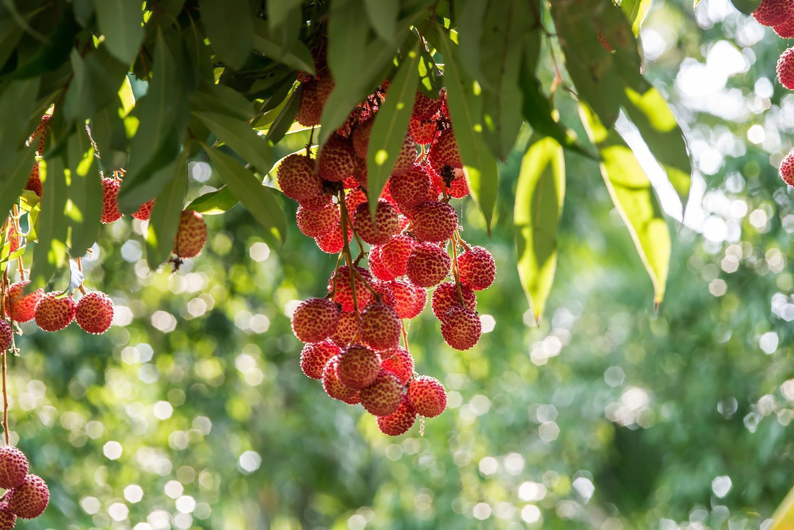 Caramanfruit Litschi-Püree 8x 1kg exotisches Lychee Frucht-Püree 