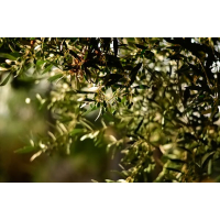 Theoni Kalamata natives Olivenöl extra 3x 5L P.D.O