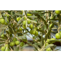Theoni Koroneiki Olivenöl extra nativ 2x 5L aus Griechenland