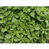 Douzenis natives Olivenöl Oregano 2x 250ml Würzöl