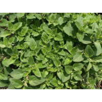 Douzenis natives Olivenöl Oregano 4x 250ml Würzöl