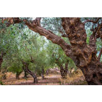 Theoni Kalamata P.D.O. Natives Olivenöl extra 3l Kanister