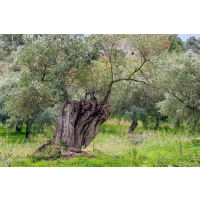 Theoni Kalamata P.D.O. Natives Olivenöl extra 3l Kanister