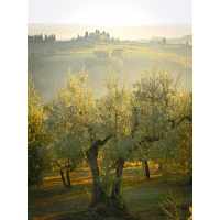 Rocchi Olivenöl 4x 5 Liter Olio di Sansa Italien Toskana