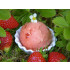 Caramanfruit Erdbeeren-Püree 1kg Erdbeere-Frucht-Püree